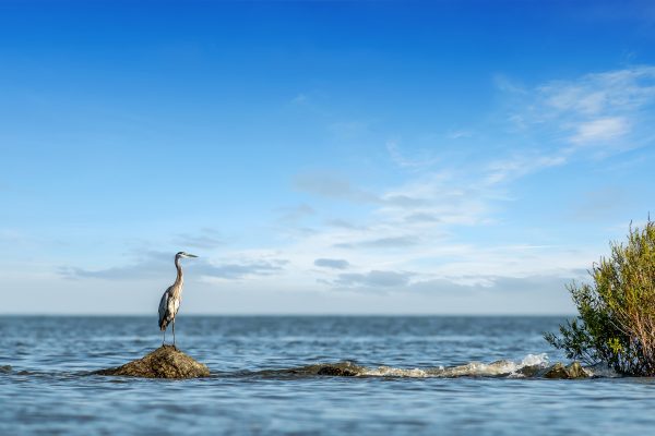 A tall bird stands on a rock in shallow water, surrounded by a calm sea. The sky is clear with a few clouds, and a small bush is visible on the right side of the image