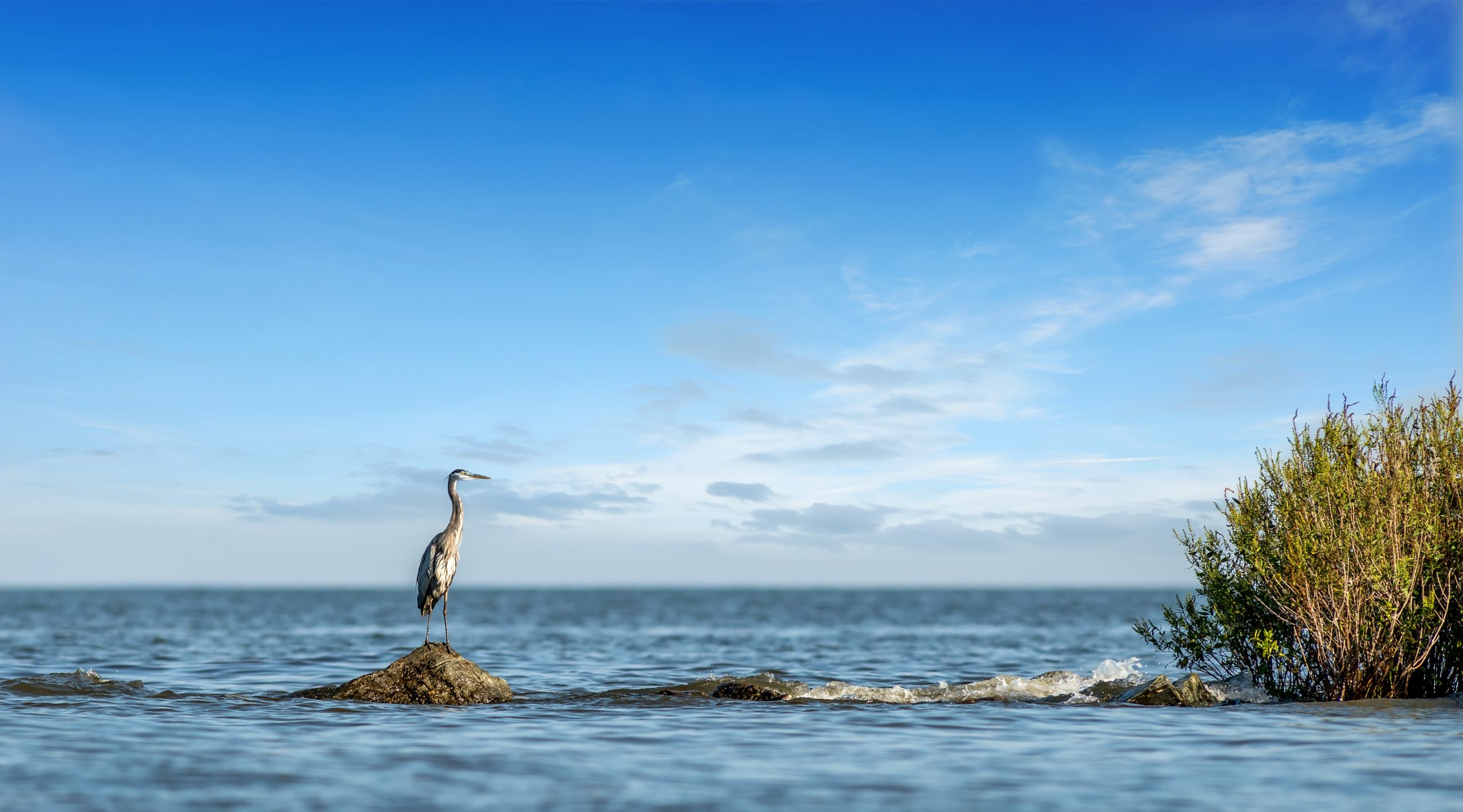 A tall bird stands on a rock in shallow water, surrounded by a calm sea. The sky is clear with a few clouds, and a small bush is visible on the right side of the image