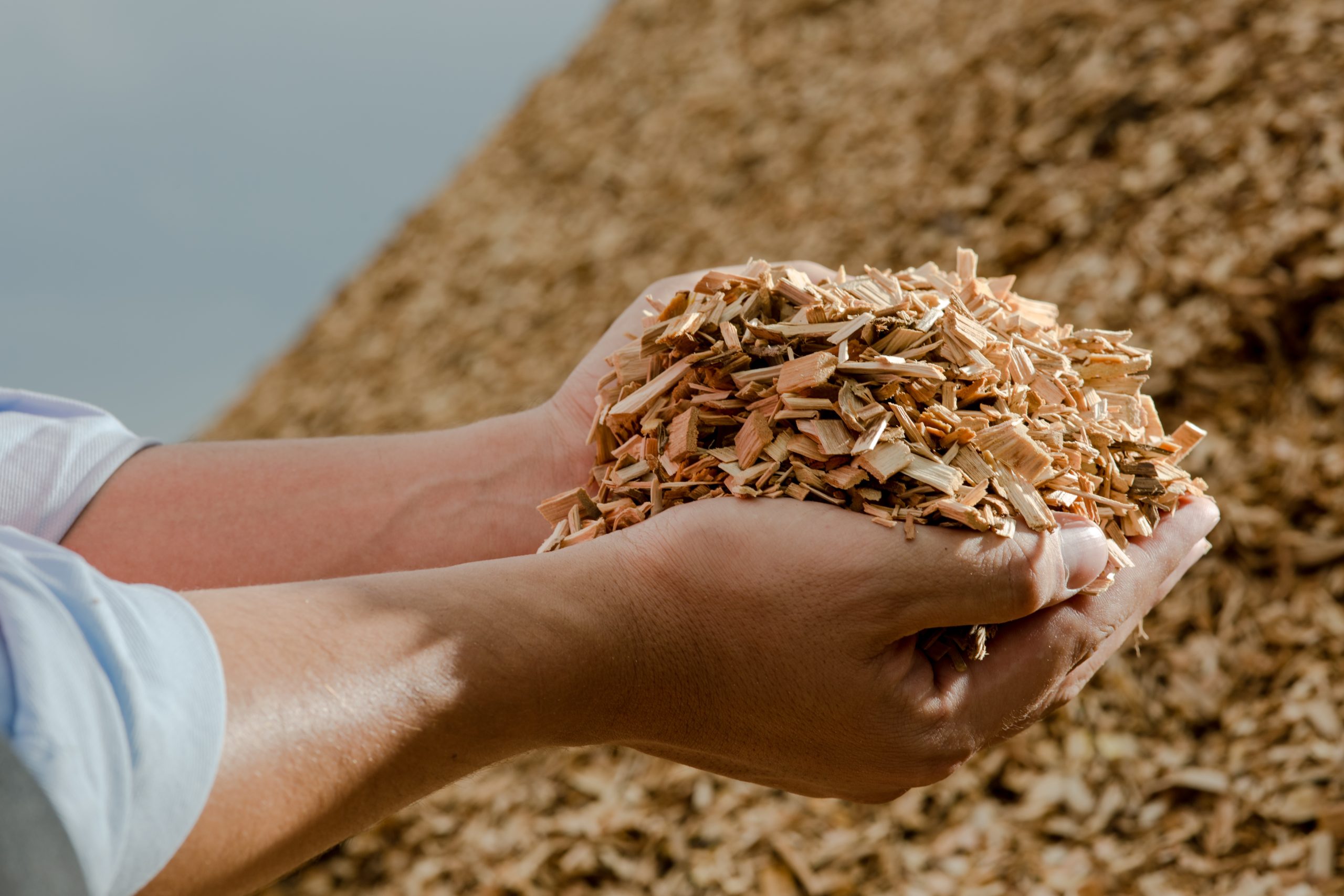 Two hands hold a mound of wood chips, with a large pile of similar wood chips in the background. The setting appears to be outdoors, with a cloudy sky above